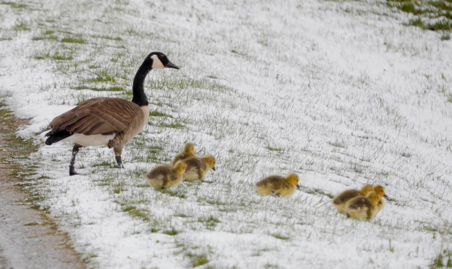 五月飞霜有冤情？美国东北这个周末降雪！