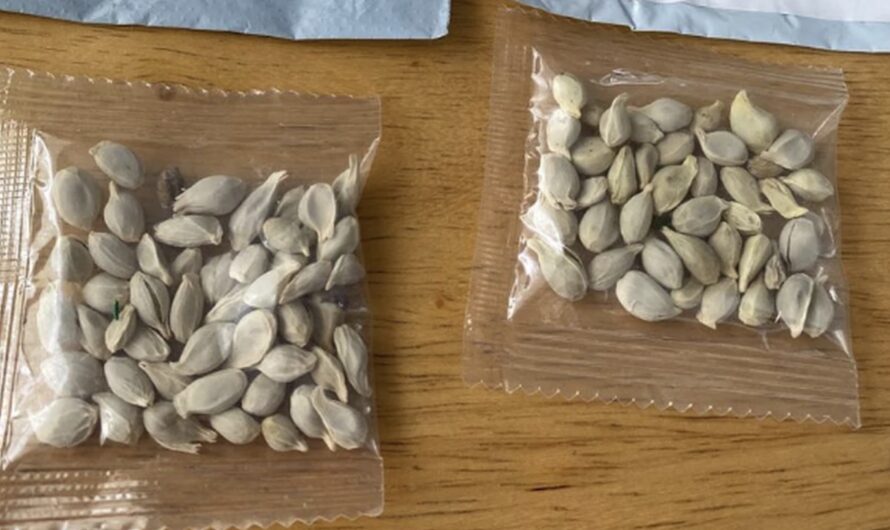 如临大敌，华州居民被警告不要种植来自中国的种子