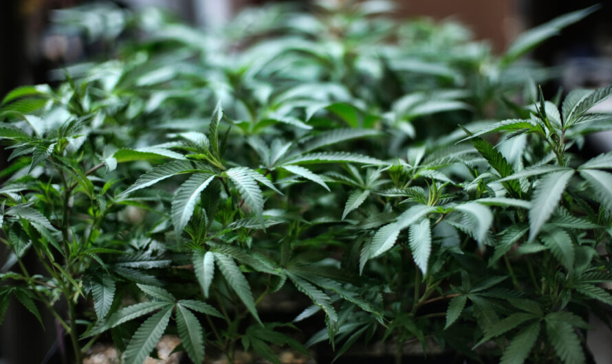 民主党在众议院通过大麻全联邦合法化