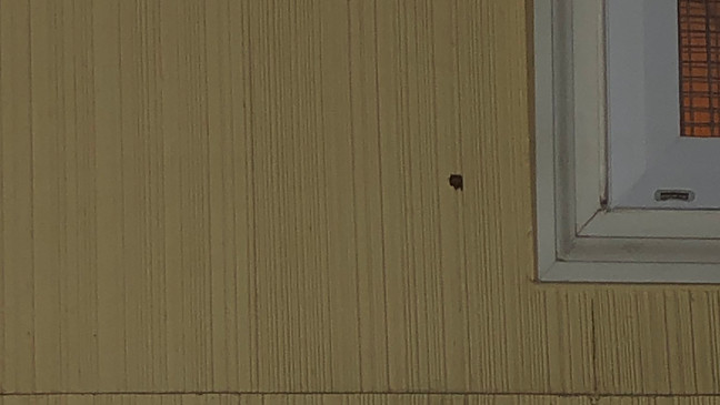 波特兰女子在家睡觉被流弹打中