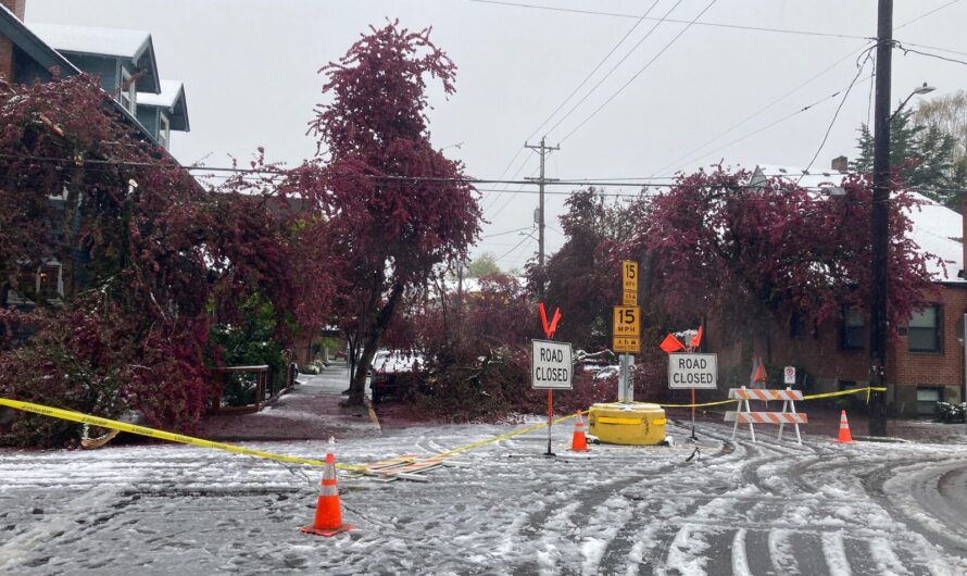 百年罕见的四月大雪！停电，停课，道路中断！