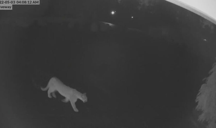 美洲狮在Happy Valley出没，你想清蒸还是红烧？