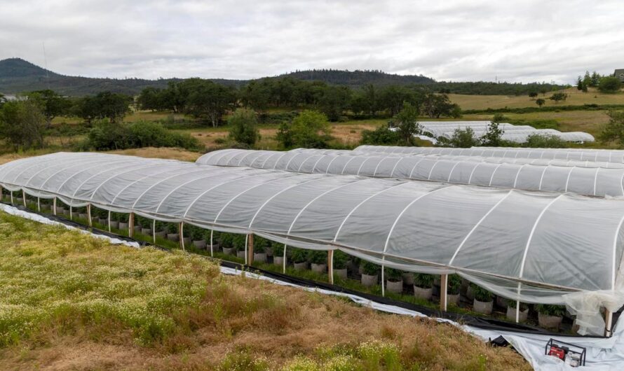 俄勒冈州查获12000株大麻苗和3000磅大麻