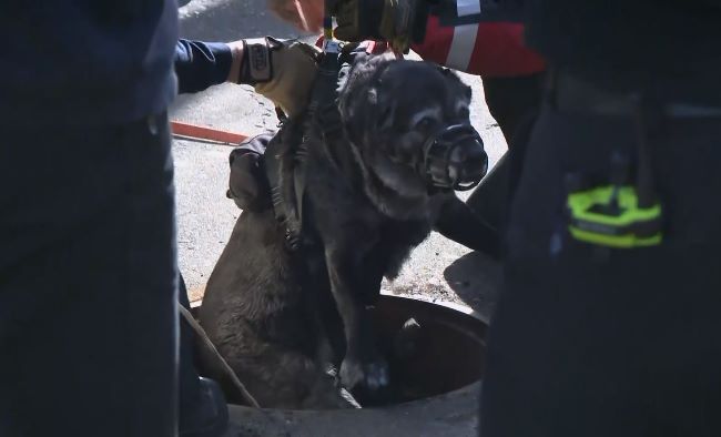消防队员在波特兰东南区救出一只狗