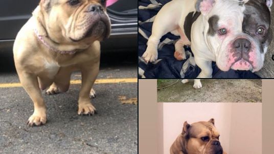 Gresham警方请求公众帮忙寻找两只狗