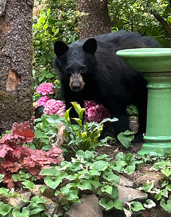 波特兰森林公园近一周内发现六只黑熊！