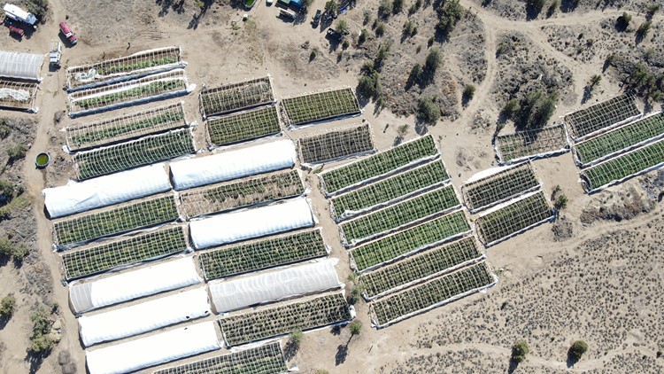 斗地主！俄勒冈州立法打击非法大麻种植！