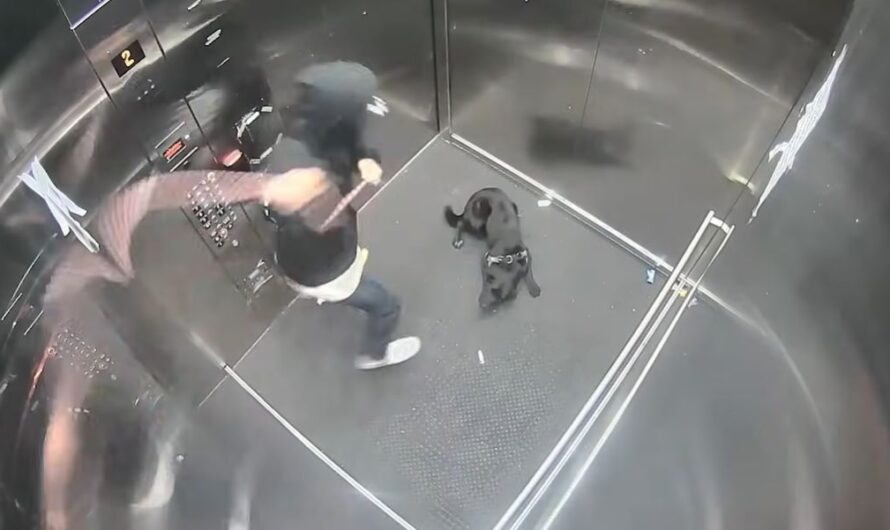 波特兰旺财被殴打，惊动警方，全城通缉！