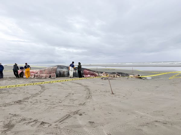 16米长的抹香鲸死于船只撞击，遗体搁浅在俄勒冈州海滩！